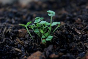 How to Improve soil health for regenerative growing